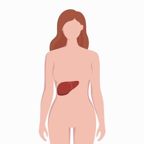 liver on woman body silhouette vector medical illustration isolated on white background human inner organ placed in bady infographic elements in flat design