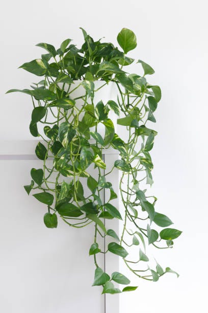 sufragerie minimalistă cu pothos pestriț, scindapsus aurum într-un vas alb în fața unui perete alb, decor acasă, plantă agățată epipremnum aurum