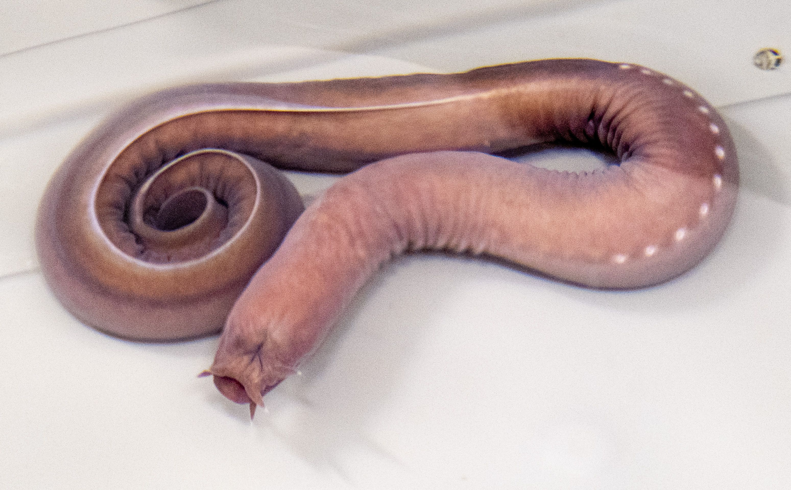 Why the Navy Is Turning to the Humble Hagfish to Stop Hostile Boats