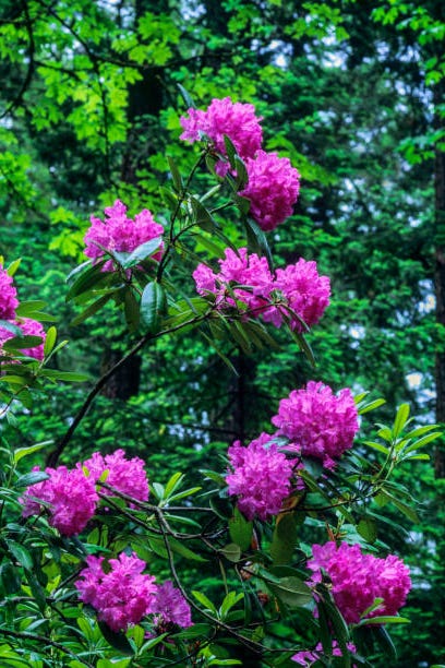 wallpapers Large Flowering Bushes Full Sun flowering shrubs to plant