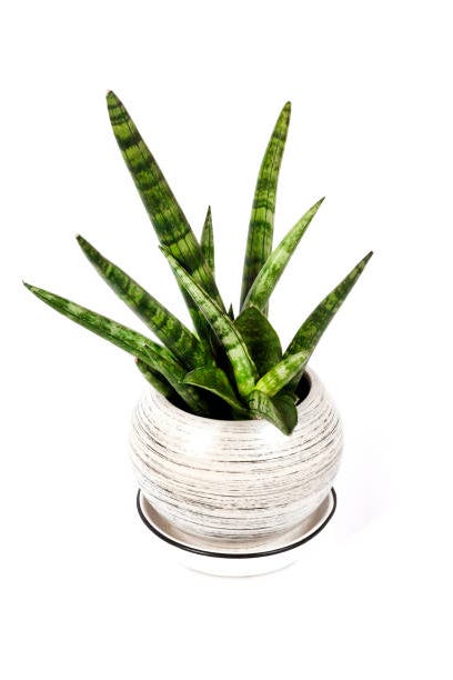 sansevieria cylindrica var patula in ghiveci izolata pe fundal alb cu cale de tăiere sansevieria cylindrica, cunoscută și sub numele de planta șarpelui cilindric, sulița africană sau sansevieria sulița, este o plantă suculentă înflorită