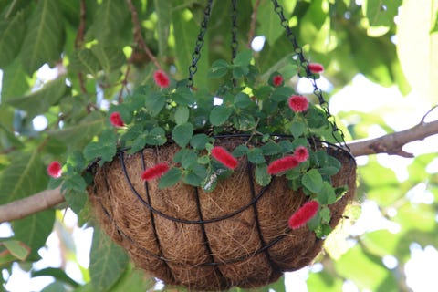 hanging basket