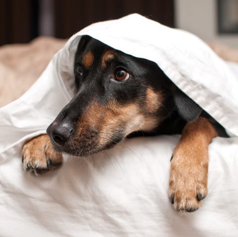 Puppy hiding under sheets Puppy hiding under sheets