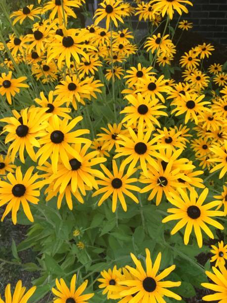 What To Plant In August 10 Flowers And Vegetables You Can Plant In August