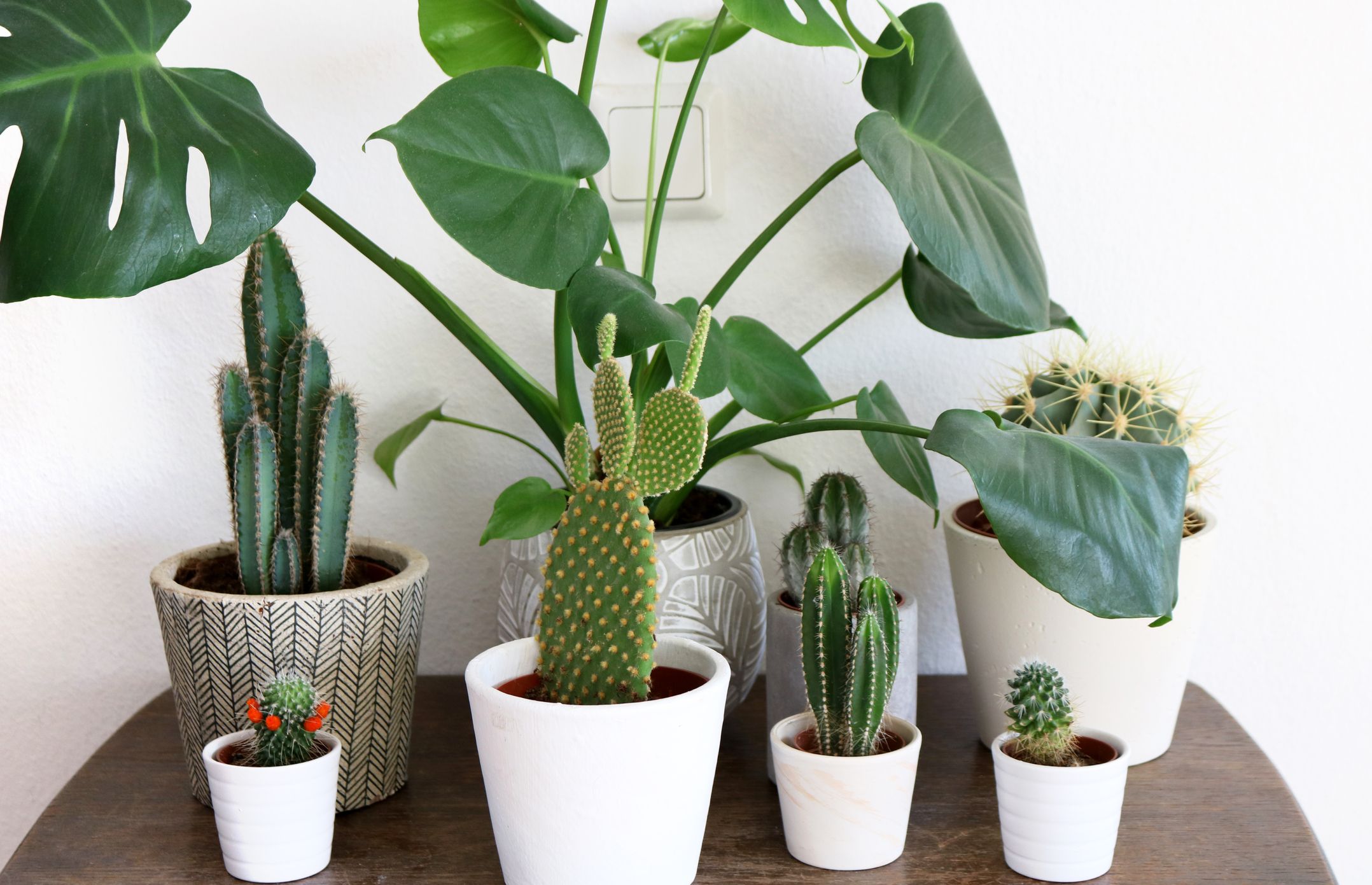 13 cactus de interior resistentes para decorar la casa