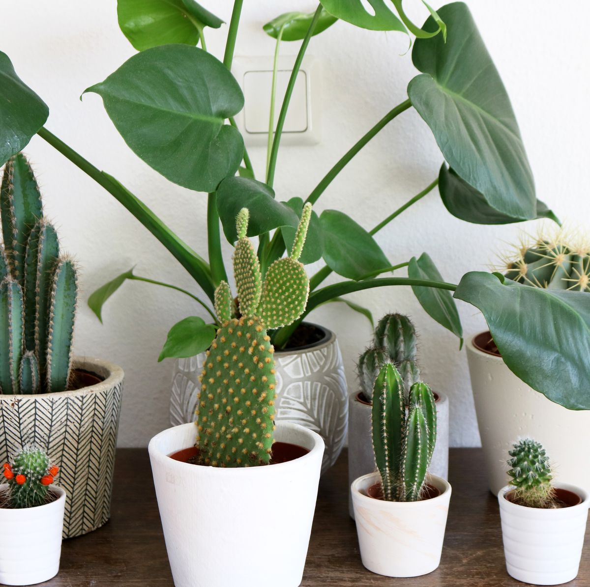 13 cactus de interior resistentes para decorar la casa