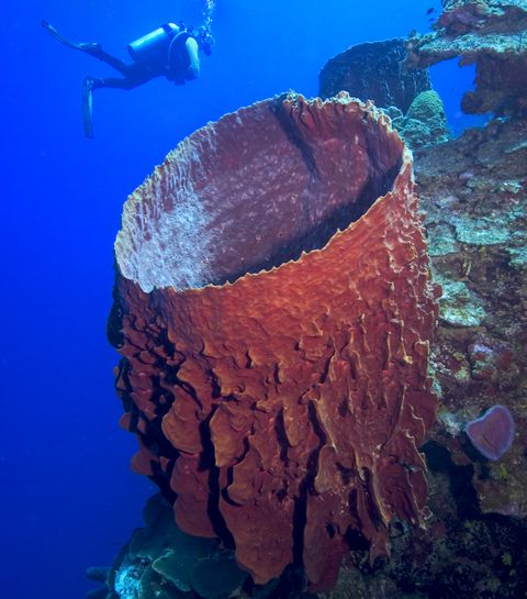Underwater, Marine biology, Reef, Natural environment, Coral, Organism, Coral reef, Stony coral, Invertebrate, Ocean, 