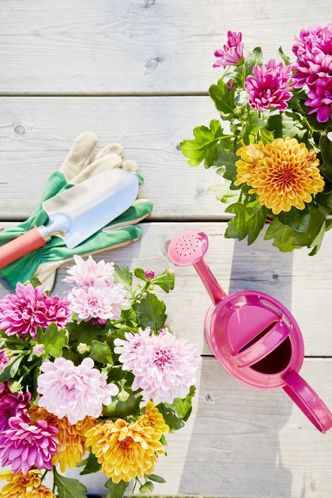 Still life of colorful Chrysanthemum plants and gardening equipment with pink watering can, shovel and gardening gloves on wooden background, directly above shot of planting flowers in garden