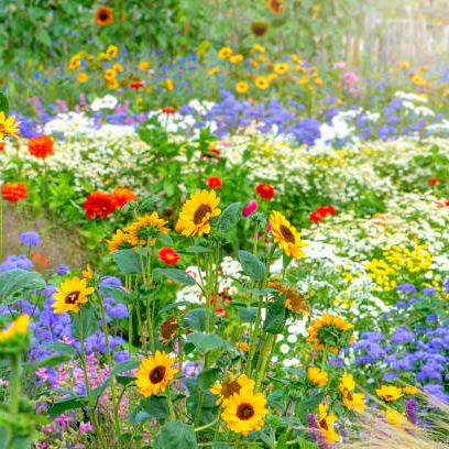 15 Easiest Flowers To Grow Easy Flowers To Grow In Your Garden