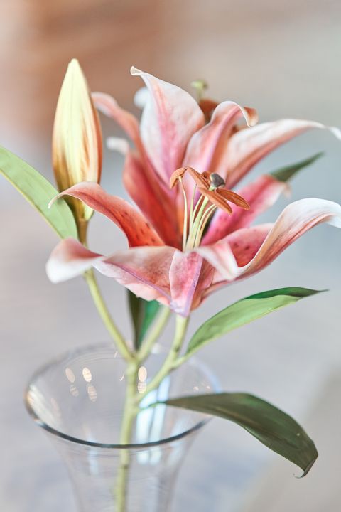 beautiful pink lily flower in a vase