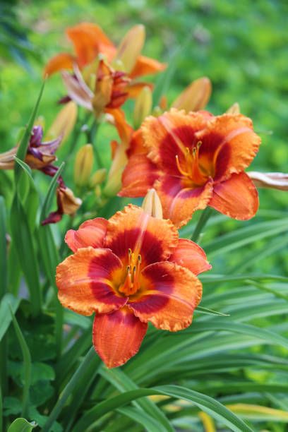 these daylilies provide a striking display of colour and shape
