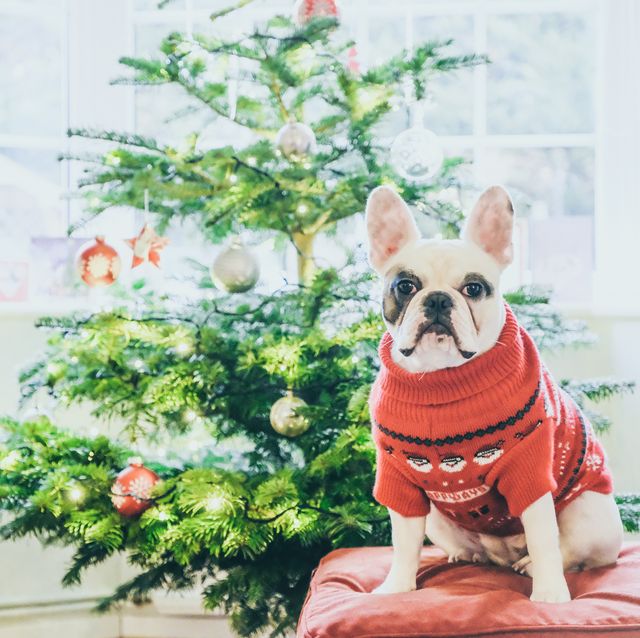 perro con jersey navideño