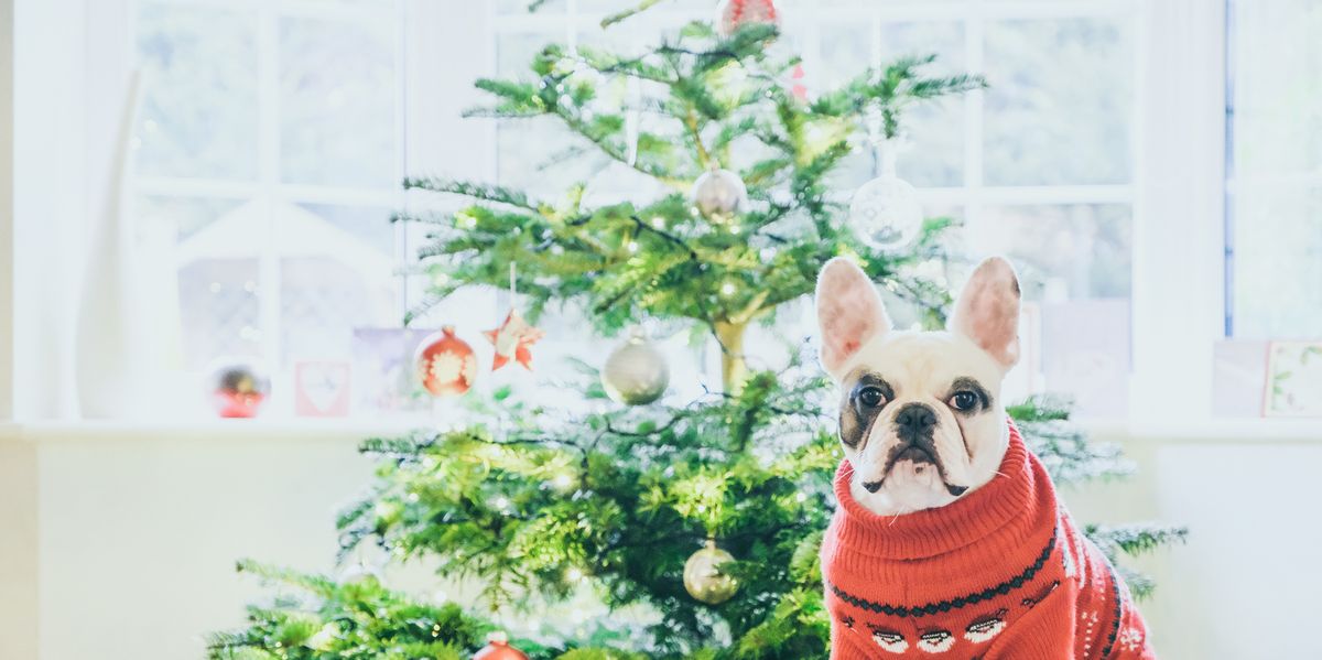 jerseys navideños para perros de muy buena calidad