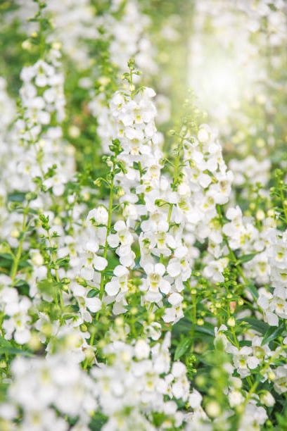 15 Best White Flowers For Your Garden White Flowering Shrubs 15 Best White Flowers For Your Garden White Flowering Shrubs