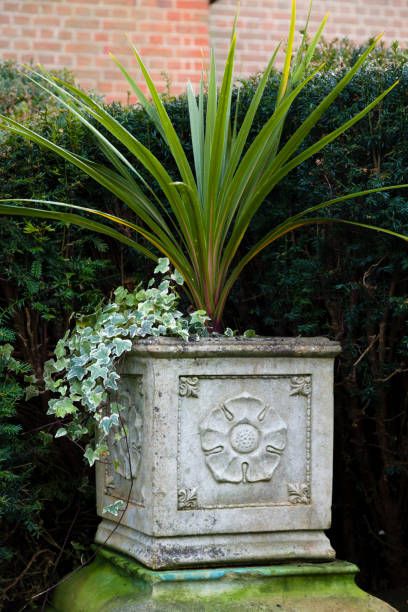 planter gothic garden urn with a cordyline plant