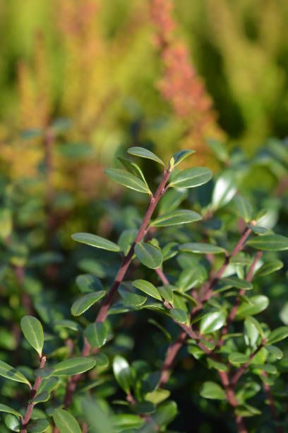 20 Essential Evergreen Shrubs - Best Types of Evergreen Bushes