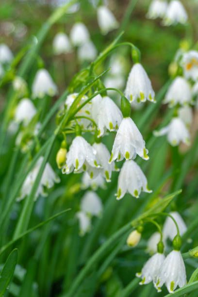 17 Best Plants That Bloom In Winter Flowers That Develop In The Cold