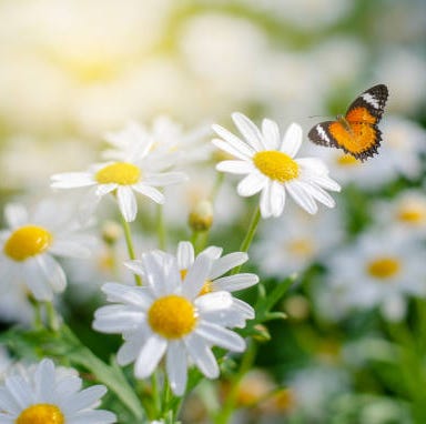 15 Best White Flowers for Your Garden - White Flowering Shrubs