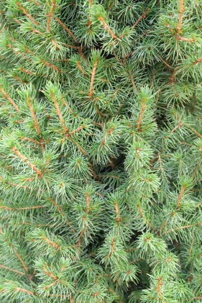 20 Essential Evergreen Shrubs - Best Types of Evergreen Bushes