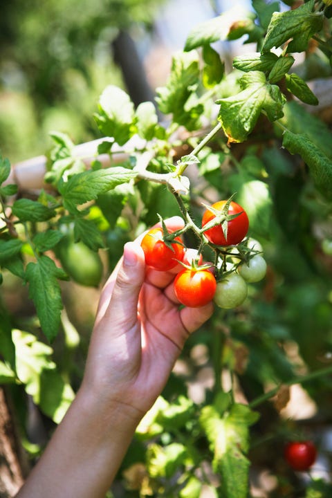 Human hand picking tomato