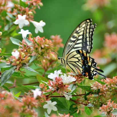 the butterfly in the photo is papilio xuthus, or commonly called asian swallowtail, which can be found in east asia and other parts of asia
the flower is abelia × grandiflora, which is a cross between a chinensis and a uniflora it is a rounded, spreading, multi stemmed shrub in the honeysuckle family the plant features clusters of white to pink, bell shaped flowers which appear in the upper leaf axils and stem ends over a long period from late spring to autumn flowers are fragrant