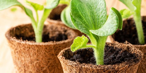 蚊よけに役立つ8つの植物 Elle Decor エル デコ 蚊よけに役立つ8つの植物 Elle Decor エル デコ