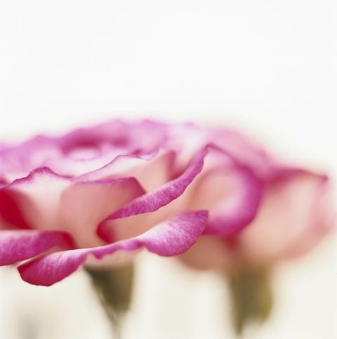 Pink, Petal, Flower, Purple, Rose, Plant, Violet, Garden roses, Close-up, Rose family, 