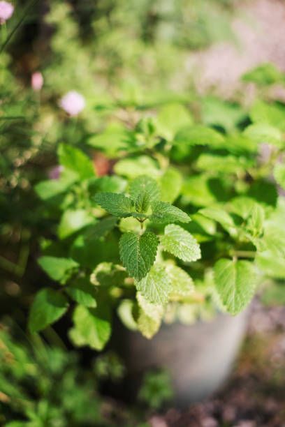 stock photo of mint plant in a pot in vegetable garden under the sun
