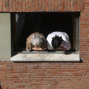 Life Inside: Romans Adapt To The Coronavirus Quarantine rome, italy march 23 an elderly woman and her caregiver lean out of the window to watch what is going on in the street during lockdown on march 23, 2020 in rome, italy as italy extends its nationwide lockdown to control the spread of covid 19, its citizens are living more of their lives on their balconies and in windows sunbathing, smoking a cigarette, drinking a glass of wine, anything to find some relaxation in building after building, we see italians whose worlds have shrunk to the size of their homes, redefining what it means to get outside photo by marco di laurogetty images