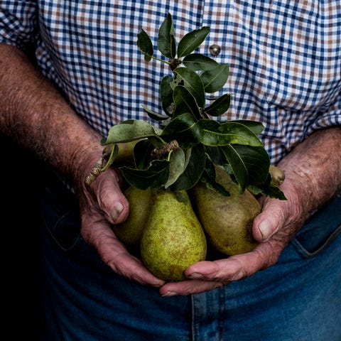 Close up of man holding bunch of green pears. pear man