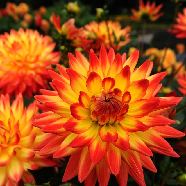 25 Best Fall Flowers For An Autumn Garden Prettiest Flowers To