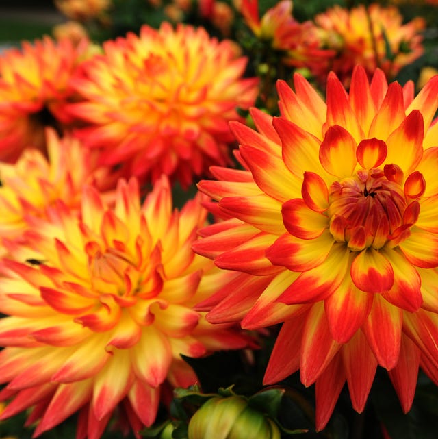 25 Best Fall Flowers For An Autumn Garden Prettiest Flowers To