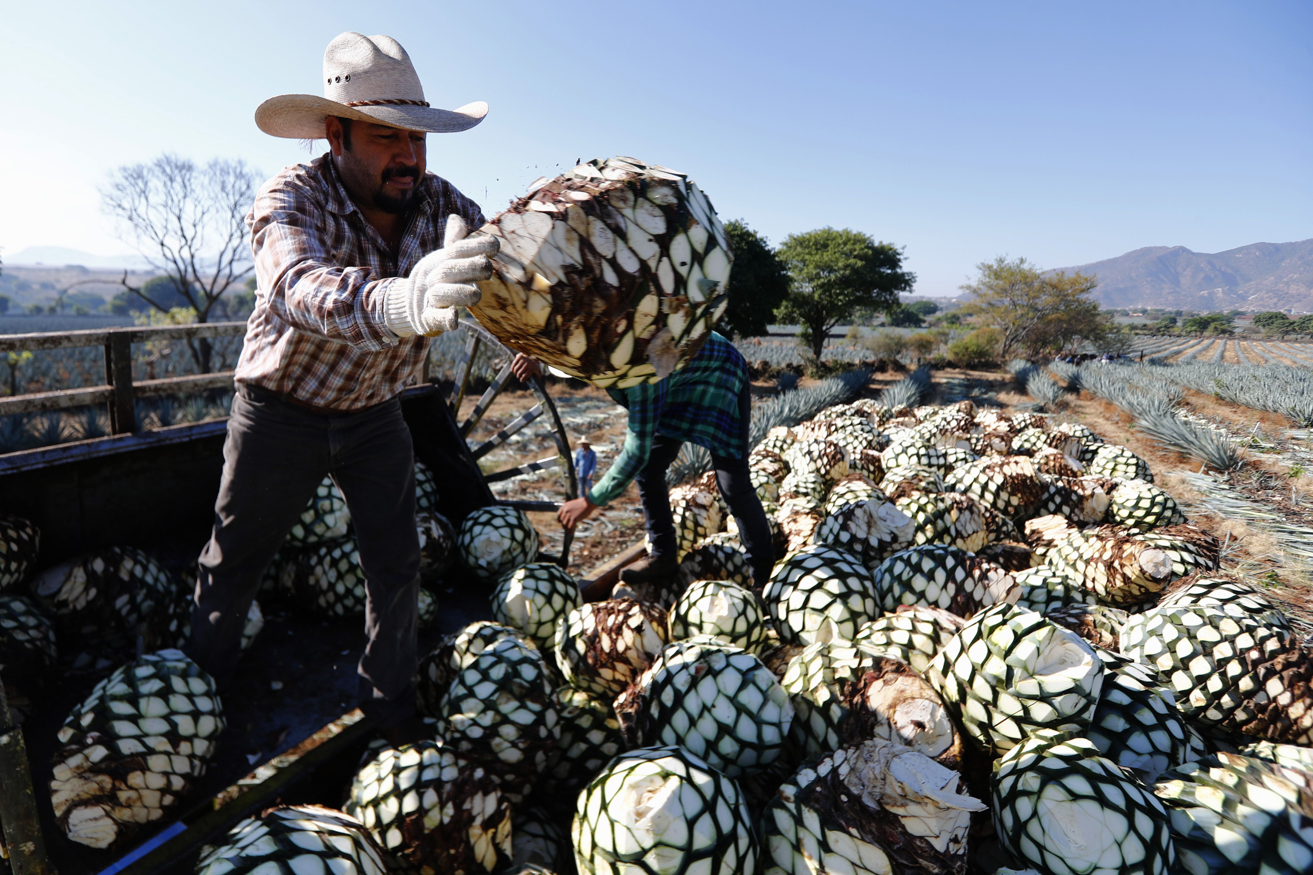 Mezcal: el hermano ahumado del tequila tiene un lado oscuro