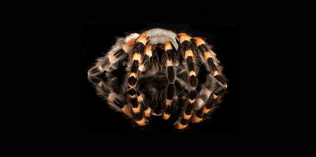 this spider, which is native to mexico, is a burrowing tarantula its latin name is brachypelma hamorii