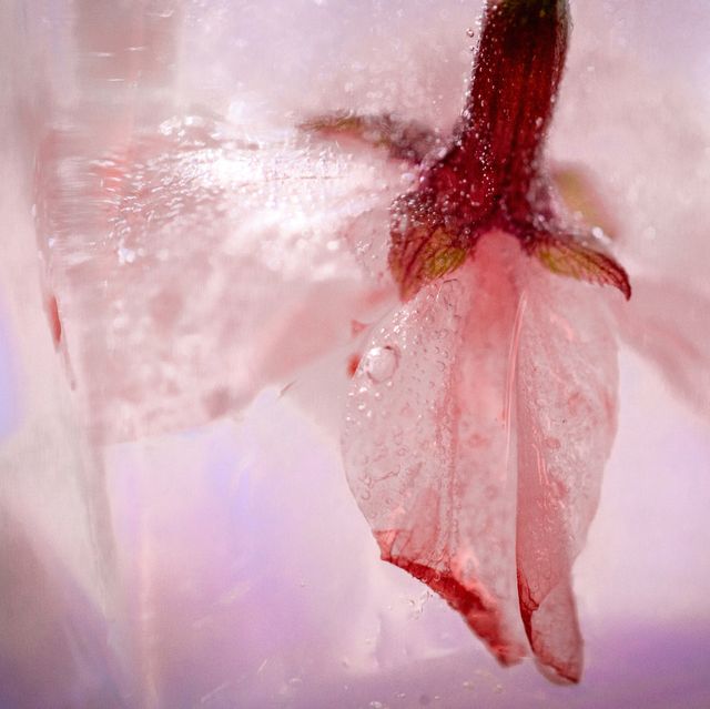 cherry petals in ice cube