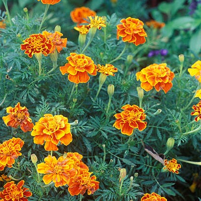 flower, flowering plant, tagetes, plant, tagetes patula, english marigold, zinnia angustifolia, petal, annual plant, subshrub,