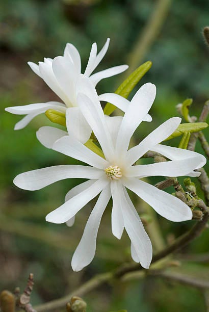 Magnolias estelares