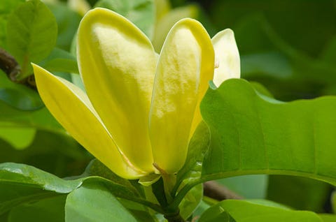 yellow magnolia