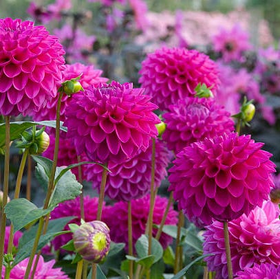 flower, flowering plant, plant, pink, dahlia, prince of wales feathers, petal, magenta, china aster, annual plant,