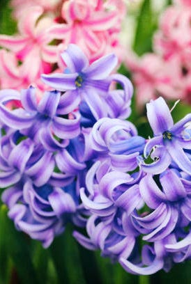 gorgeous display of spring blooms in city parks splashes of pinks and purple of hyacinths look particularly lovely with greens in the background