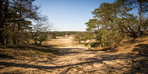 dunes landscape on a sunny day in national park hoge veluwe in the netherlands one of the major dutch np
