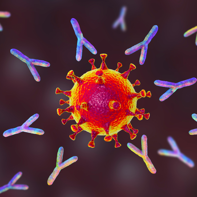 antibodies attacking coronavirus