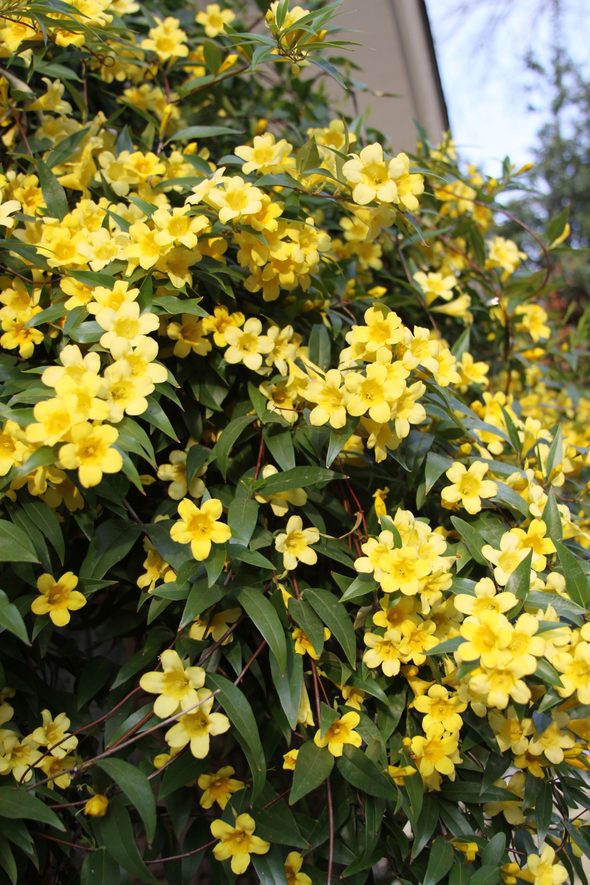 15 Best Plants That Bloom In Winter Flowers That Develop In The Cold