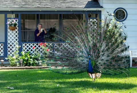 Peacock on the lam two months after escape from Kingsbrae Garden