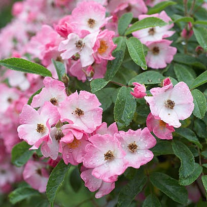 flower, flowering plant, plant, pink, petal, spring, begonia, four o'clock family, blossom, impatiens,