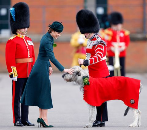 aldershot, united kingdom   march 17 embargoed for publication in uk newspapers until 24 hours after create date and time catherine, duchess of cambridge presents irish wolf hound turlough mor aka seamus, regimental mascot of the irish guards, with a sprig of shamrock during the annual st patricks day parade at mons barracks on march 17, 2022 in aldershot, england prince william, duke of cambridge was appointed colonel of the irish guards by the queen in 2011 photo by max mumbyindigogetty images