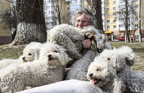 tamara nazarova mujer evacuada de irpin ucrania con sus 24 perros