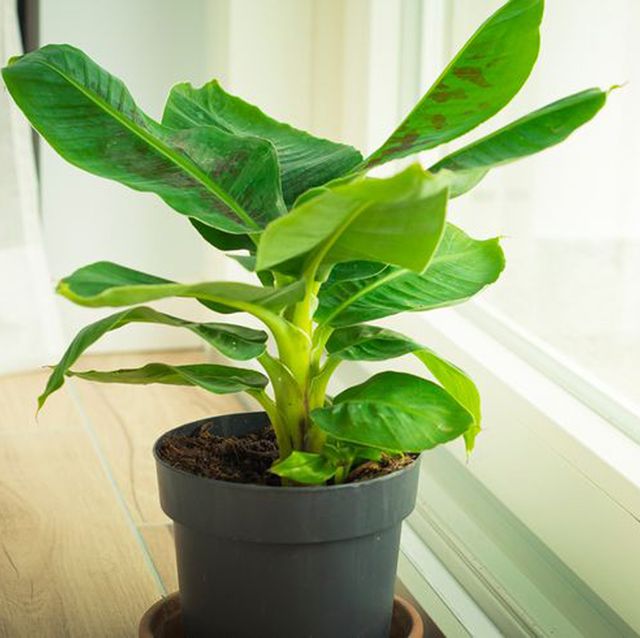 musa tropicana dwarf banana plant, isolated and located near a big window vertical shot