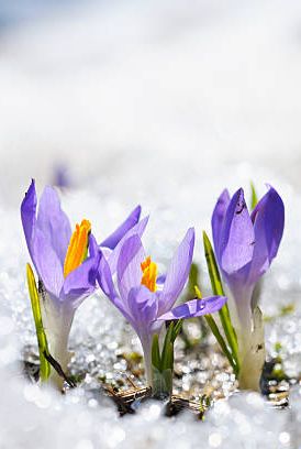 early spring crocus in snow series group of flowers shallow depth of field
