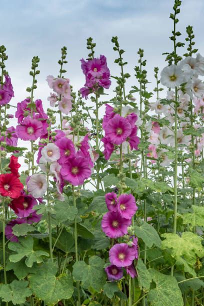 a large collection of hollyhock flowers that are pink, red, and white  photographed in vertical orientation